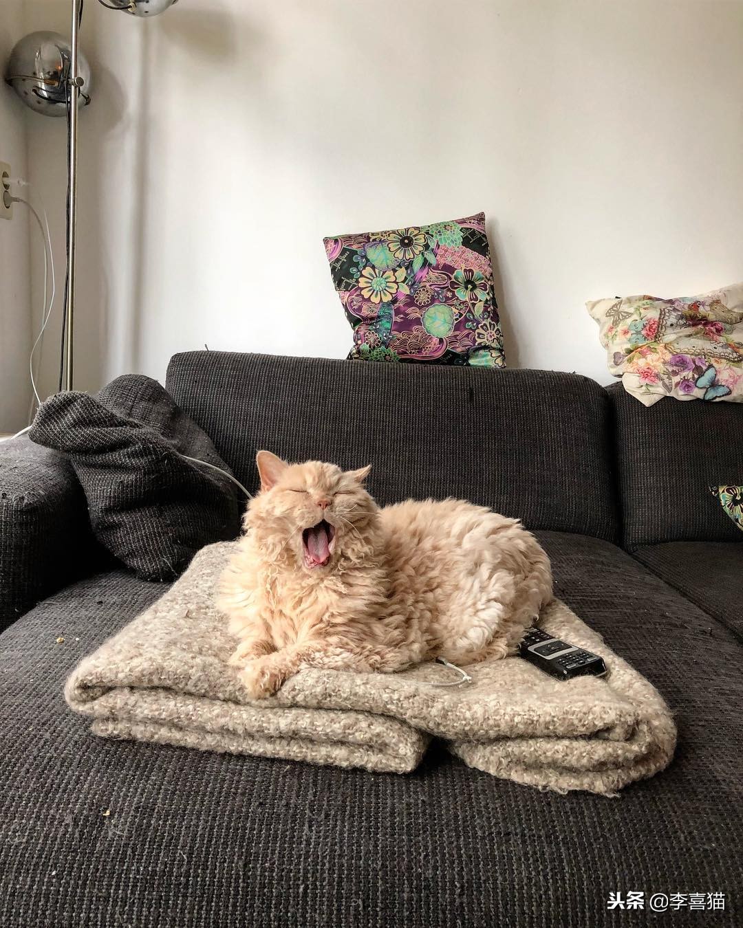 不同品种的猫咪特点,几种不同品种猫咪