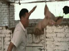 微信表情隐藏彩蛋,微信拍一拍居然存在隐藏彩蛋