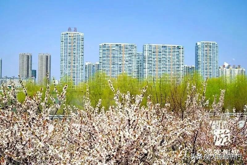 辽宁踏青赏花地点推荐,辽宁春游踏青赏杜鹃花