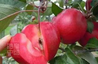 世界稀奇水果品种大全,世界热带奇特水果品种介绍