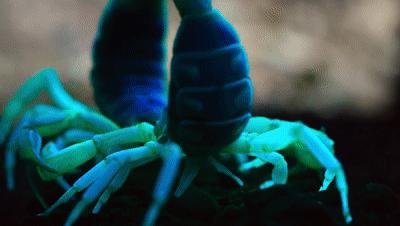 夜半*拍偷**下,成就今年第一部神级纪录片:黑暗下的生命,超乎想象