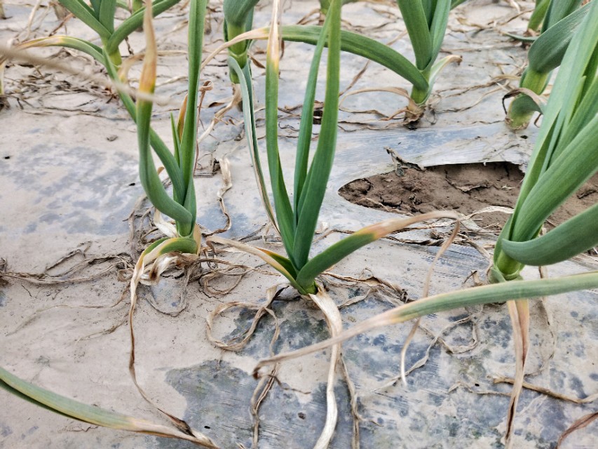 细菌性软腐病大蒜根部会烂吗,治疗大蒜软腐病的首选药剂是