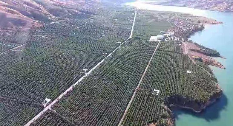 8月份最早上市水果,8月初成熟新品种桃