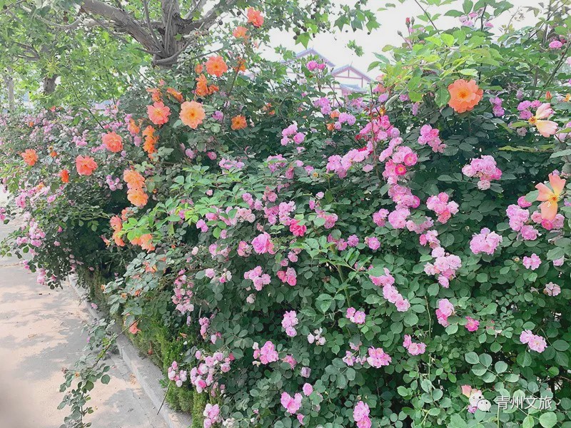 花满青州——初夏清浅微风起，蔷薇月季满城香