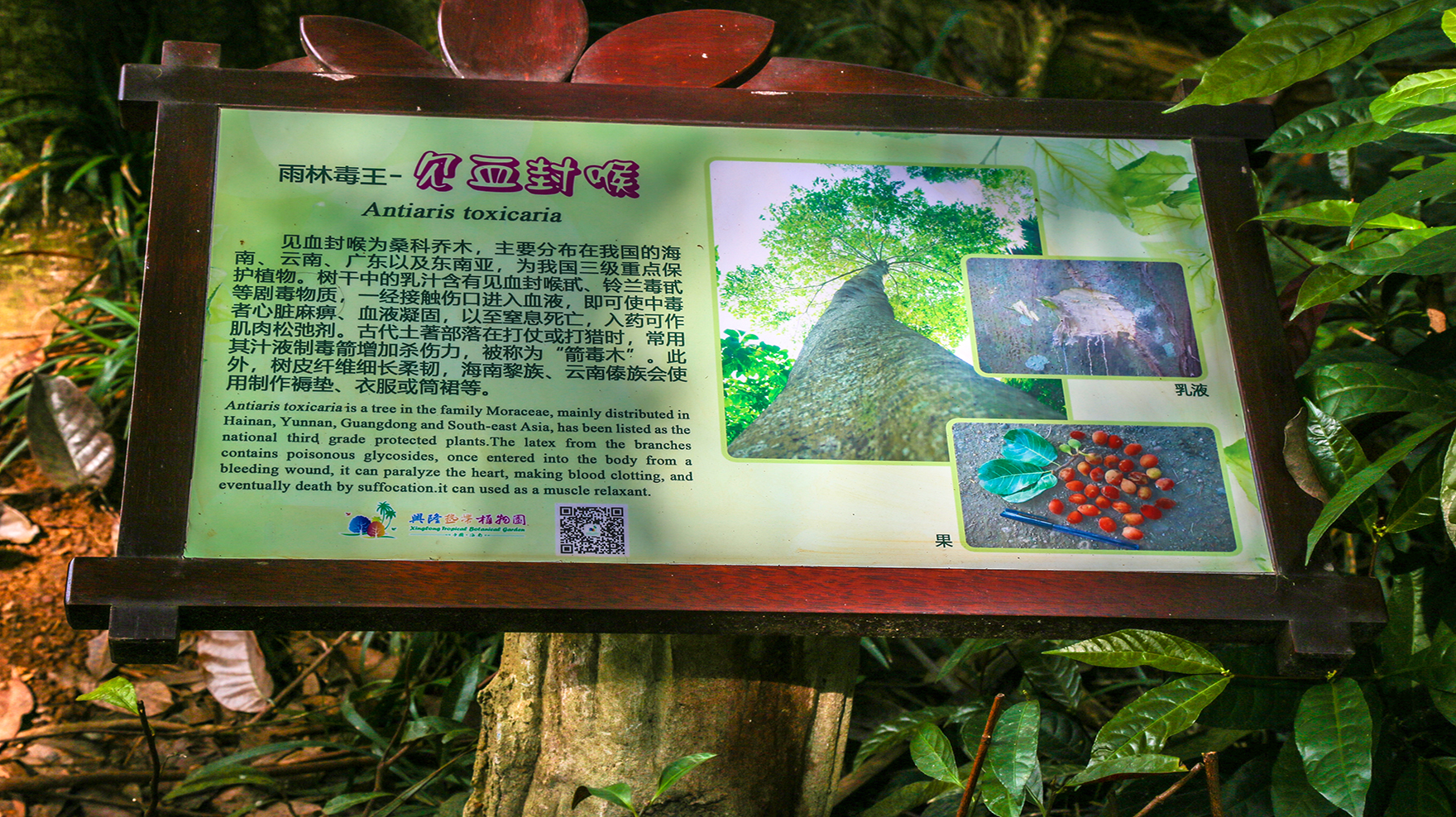 兴隆热带植物园里，到底藏了多少秘密