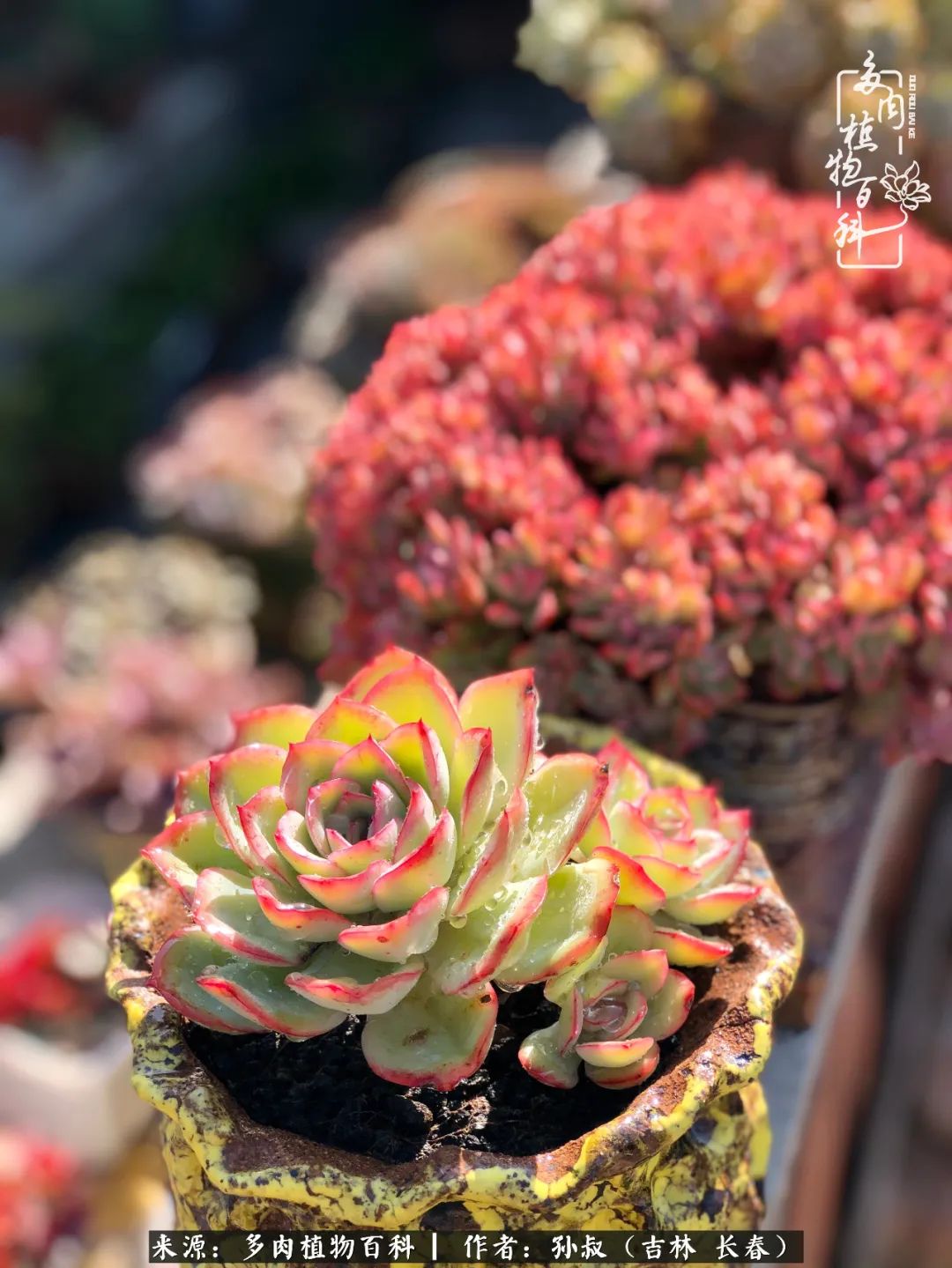 与多肉一起成长,与多肉相伴