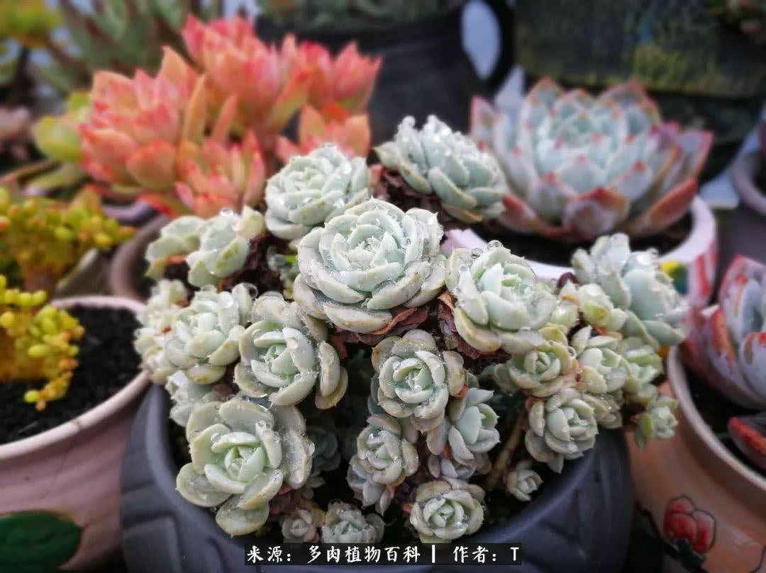 多肉还可以这样玩(上):八年养肉路剪影!