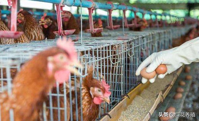 母鸡下软壳蛋吃什么改善,母鸡生软壳蛋有什么办法