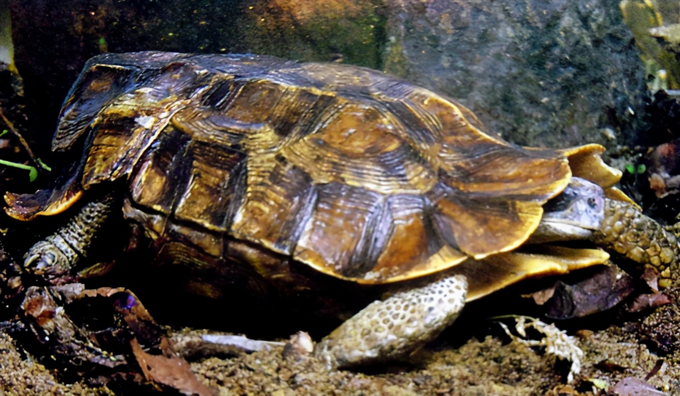 龟类纪录片,龟类图片