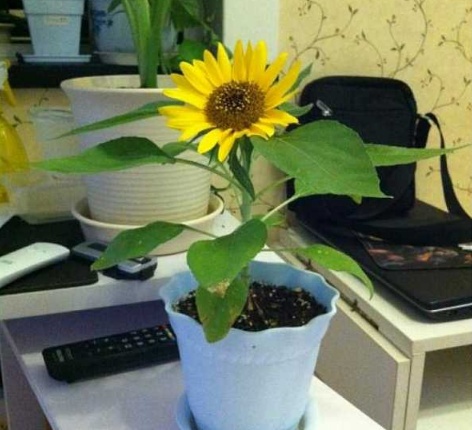盆栽向日葵如何爆盆,盆栽向日葵高清图片