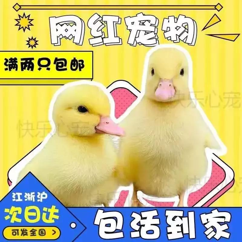 网上买的宠物会活下来吗,劝大家网上买宠物谨慎三思