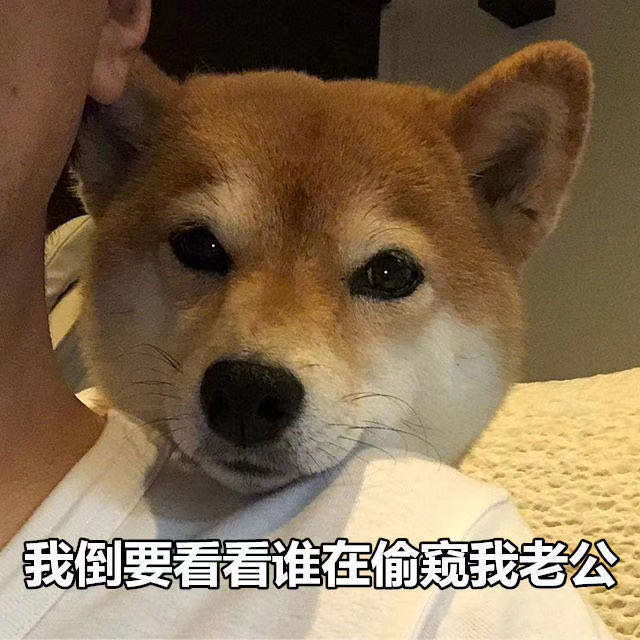 柴犬和土狗以及中华田园犬区别,网红狗柴犬