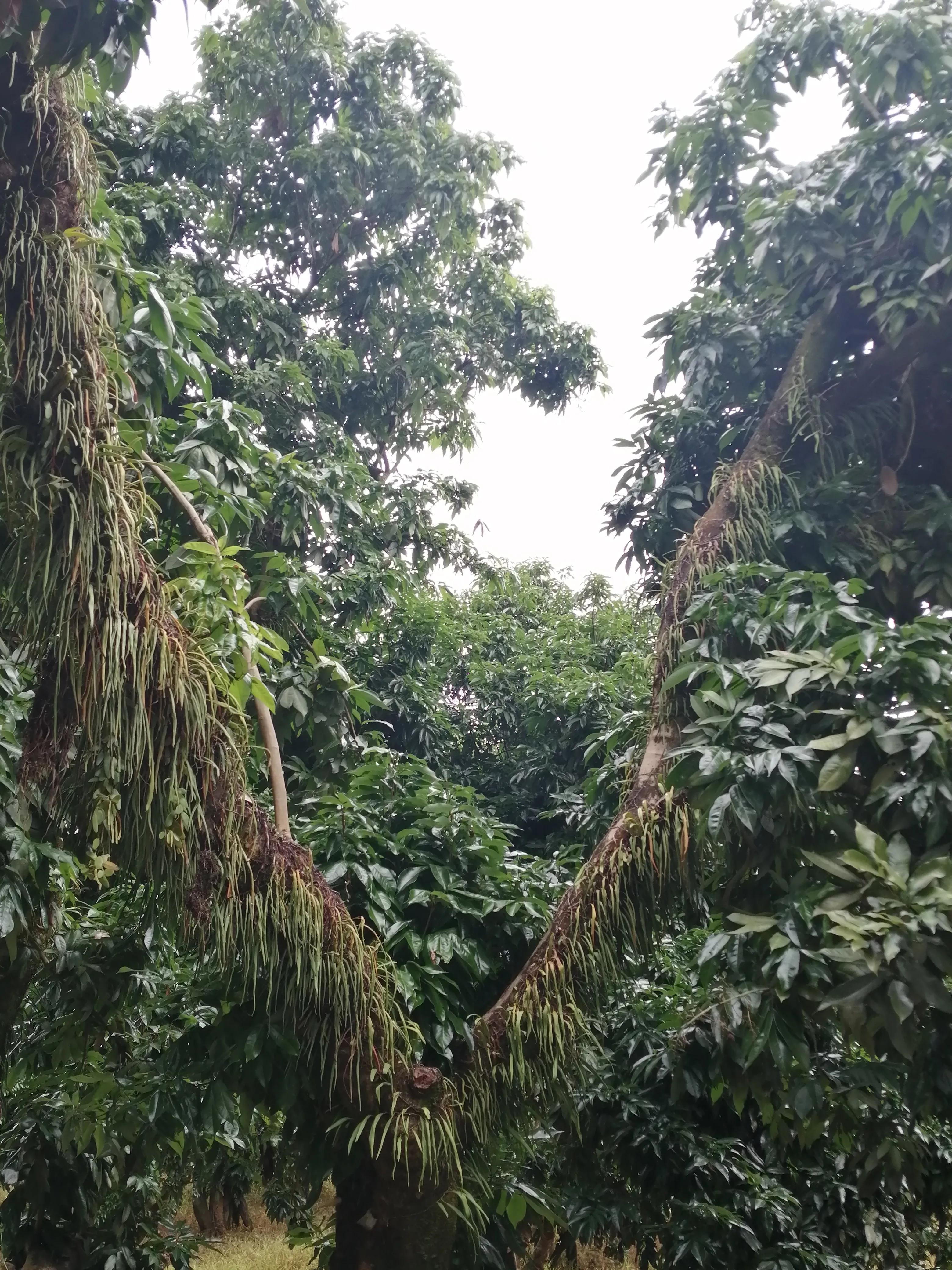 景洪市西双版纳风情园视频,西双版纳景洪市民族风情园