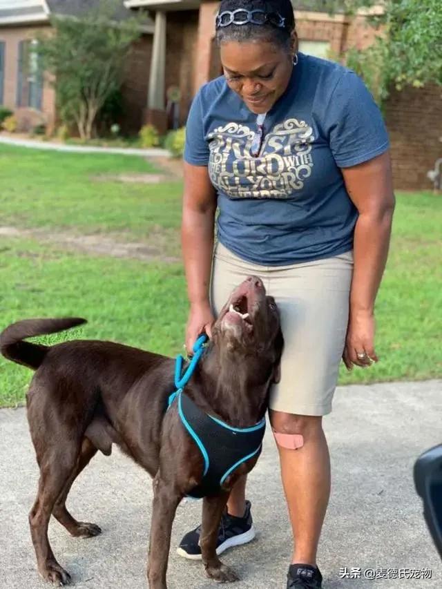 狗狗走失2个月后一路狂奔,狗狗失踪年苦等主人认出激动暴哭