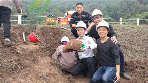 重庆灭白蚁服务找哪家,重庆白蚁防治费收费标准