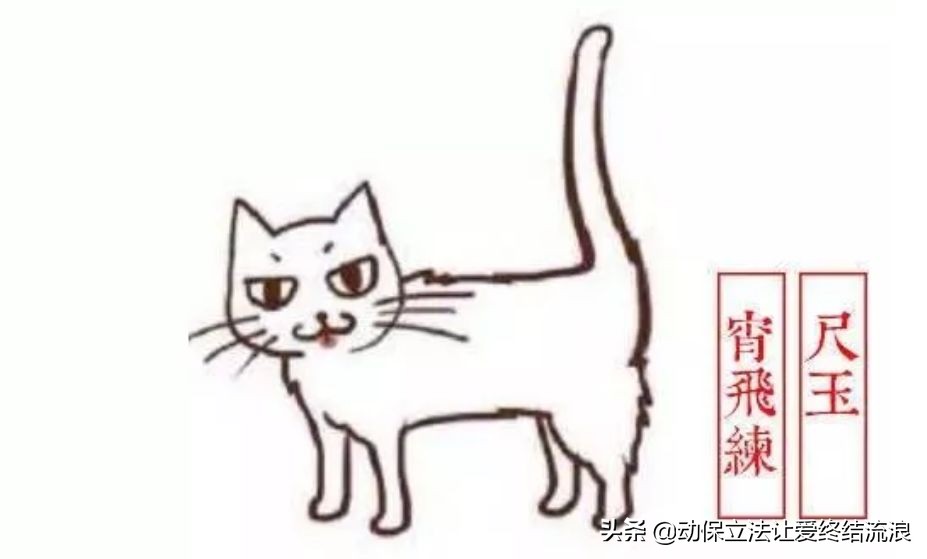 中华田园猫的寿命一般有多少年,中华田园猫哪种捉老鼠最厉害