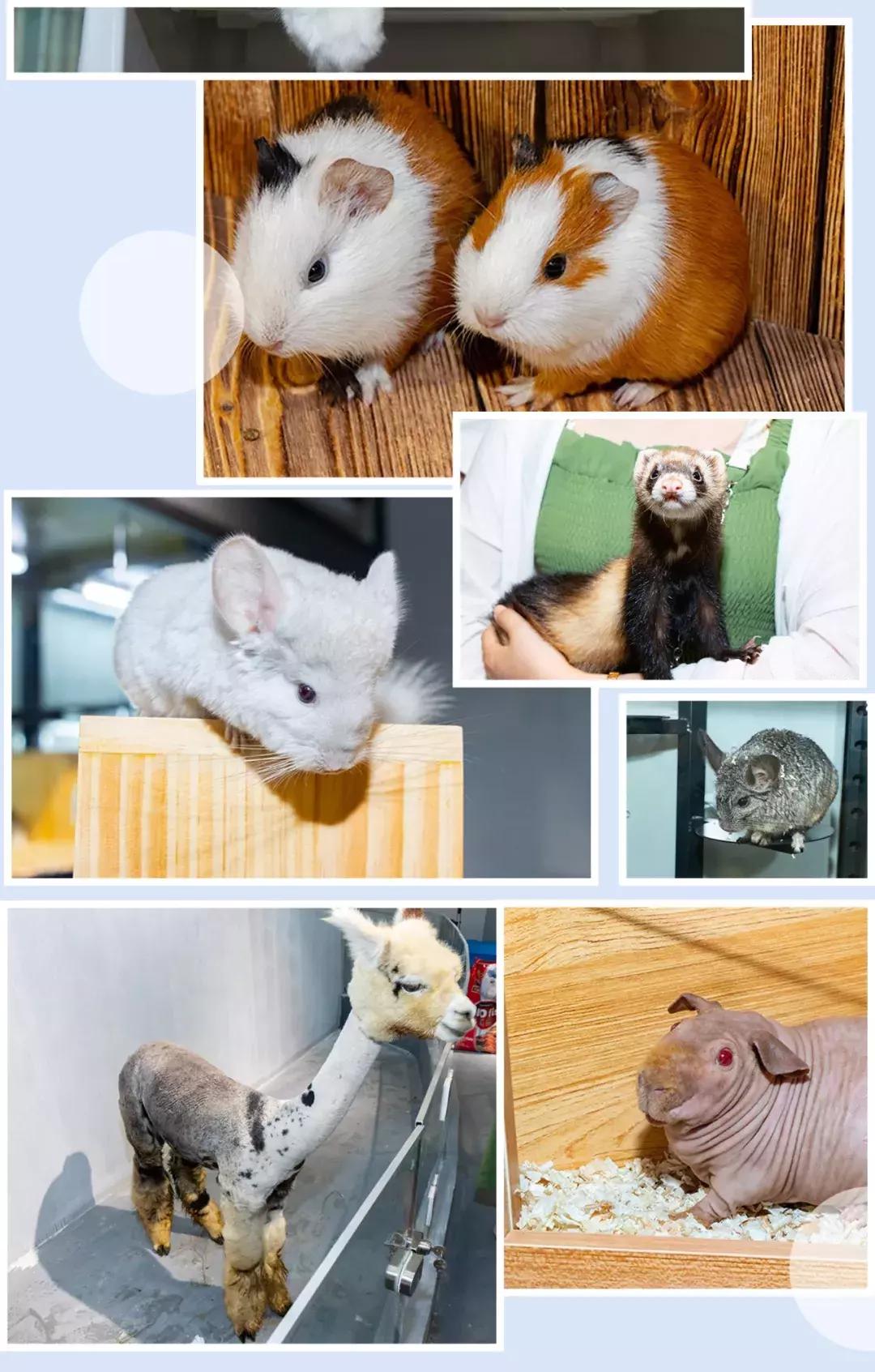 39.9元羊驼,羊驼门票抖音团购