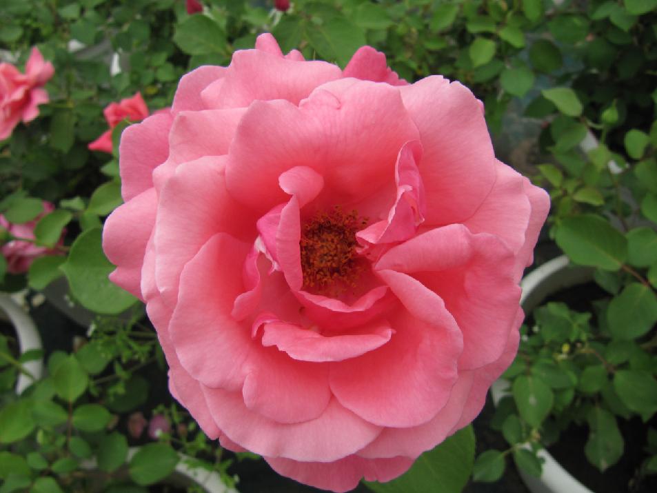 北京常见的树有哪些,北京绿化月季品种