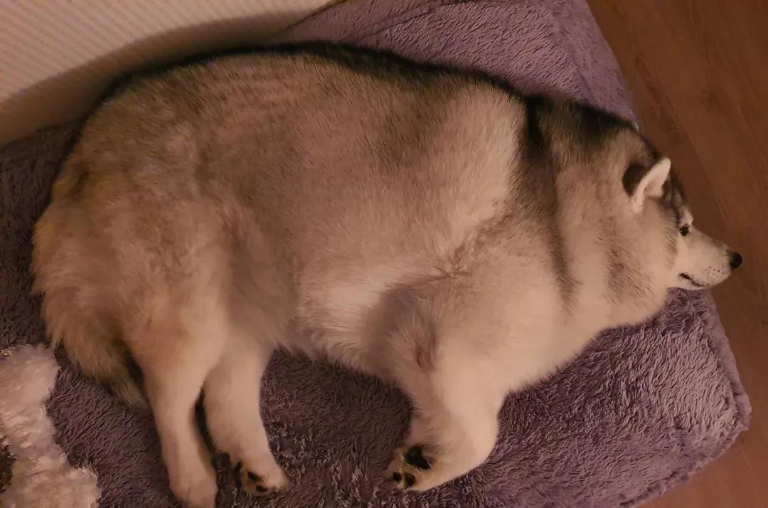 二哈为什么变瘦了,二哈太胖了必须要减肥