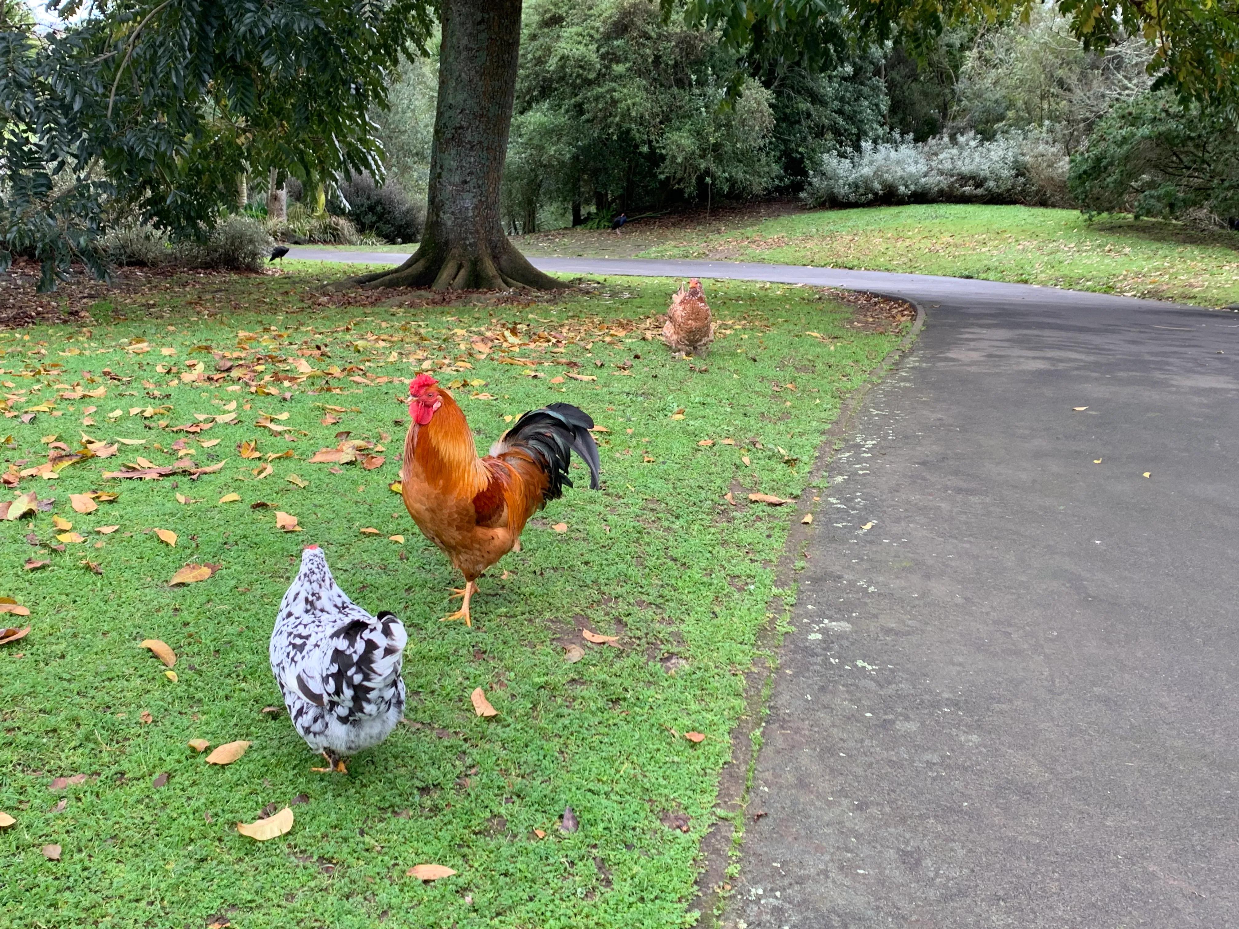 在新西兰上班是什么感觉 (新西兰生活工作怎么样)