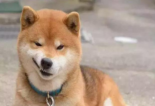 买不到的冰激凌,买不起冰淇淋视频