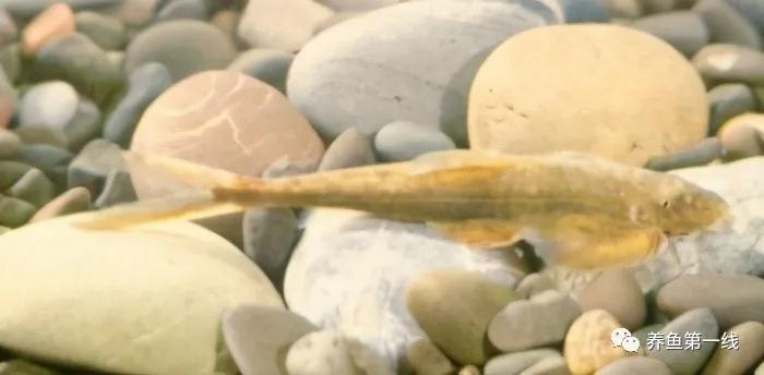 十种常见的水生动物,鳅科动物图片