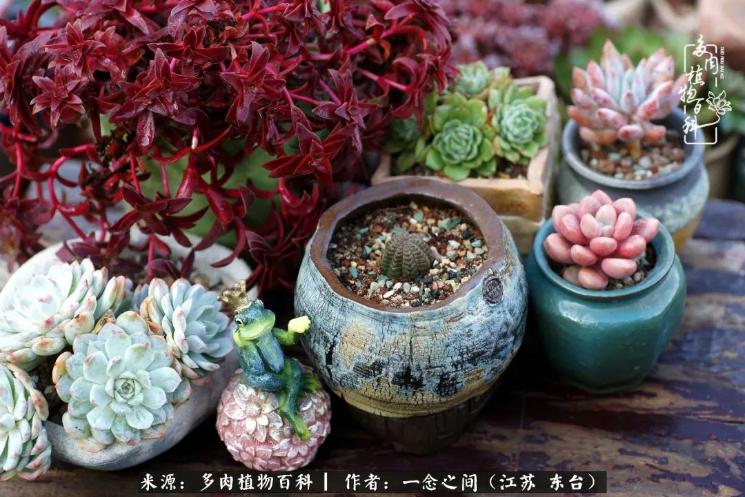 对多肉植物的爱心寄语,赏兰花感言