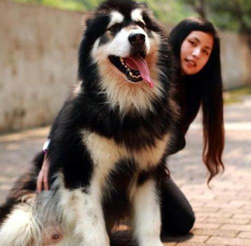 训狗新手教程,新手训狗全套教程阿拉斯加熊版