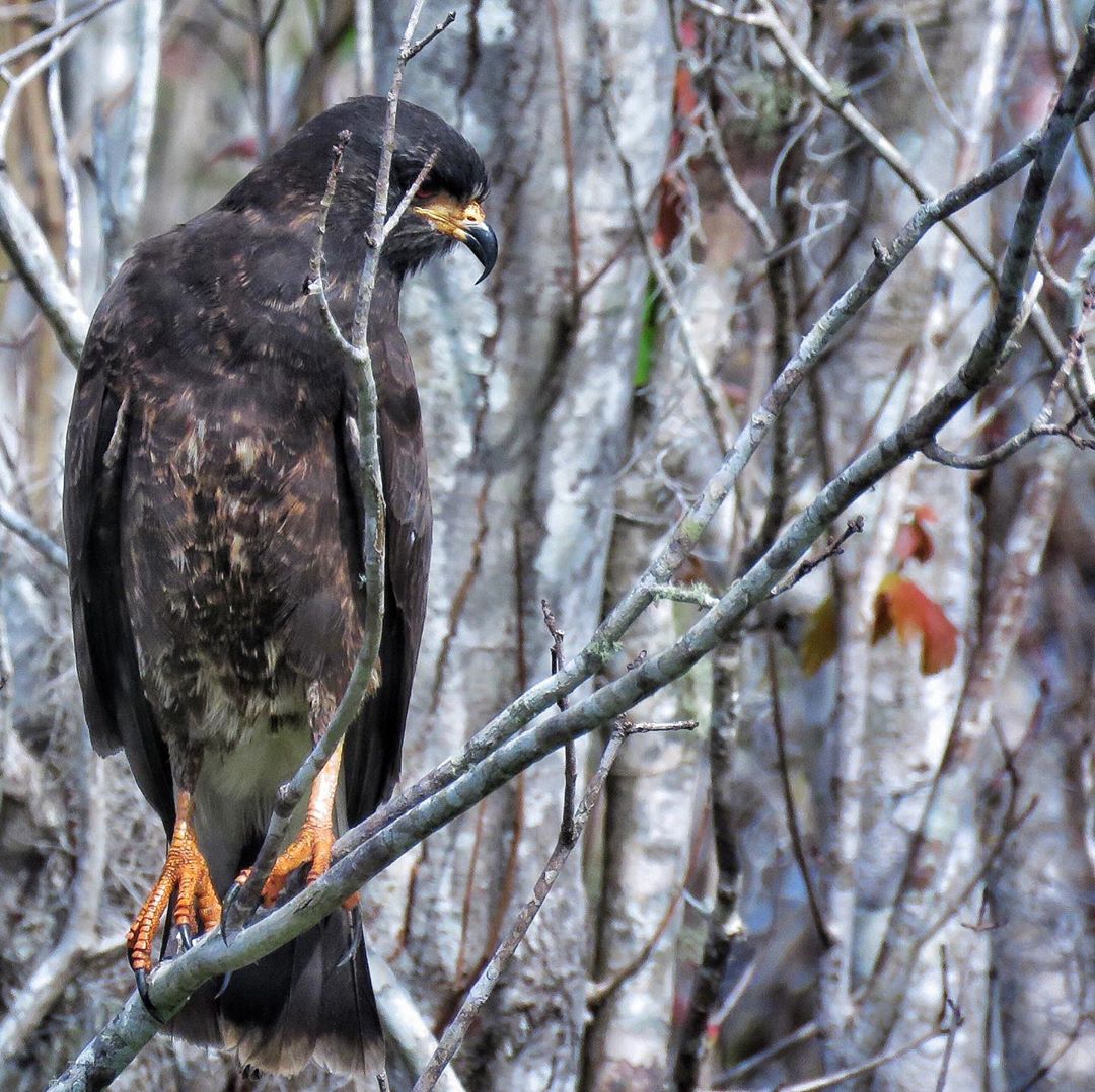 濒临灭绝的蜗牛风筝Snailkite，你知道这种鸟吗？