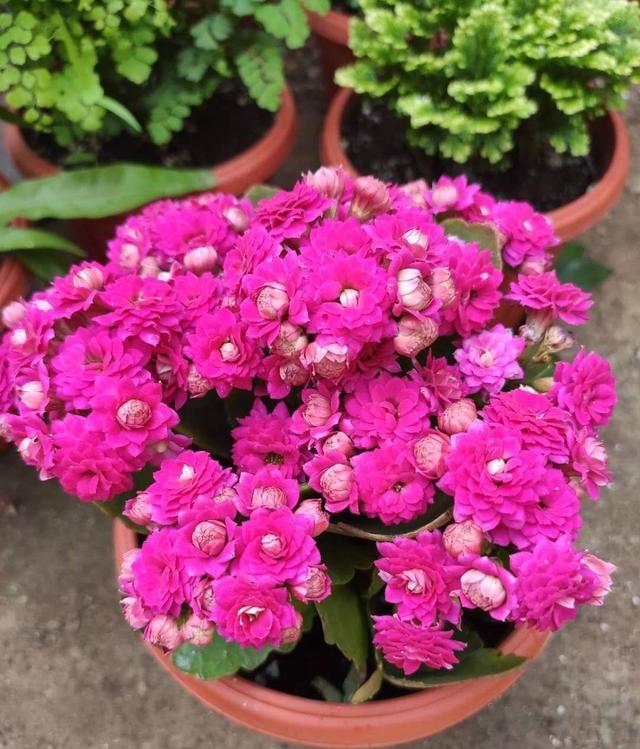 长寿花越开越小,长寿花怎么才能长得又粗又壮