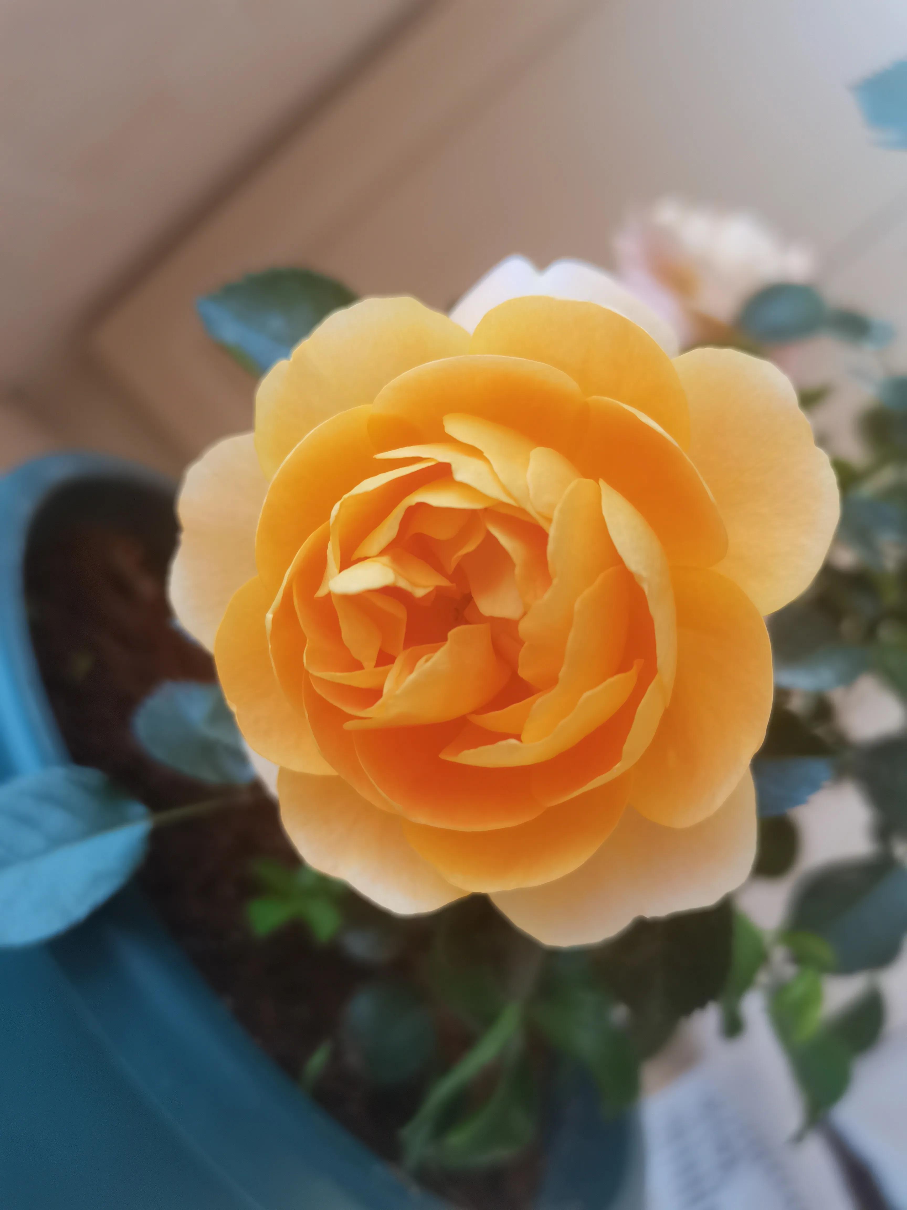 不要放弃农村的宅基地,不要放弃自己的农村宅基地