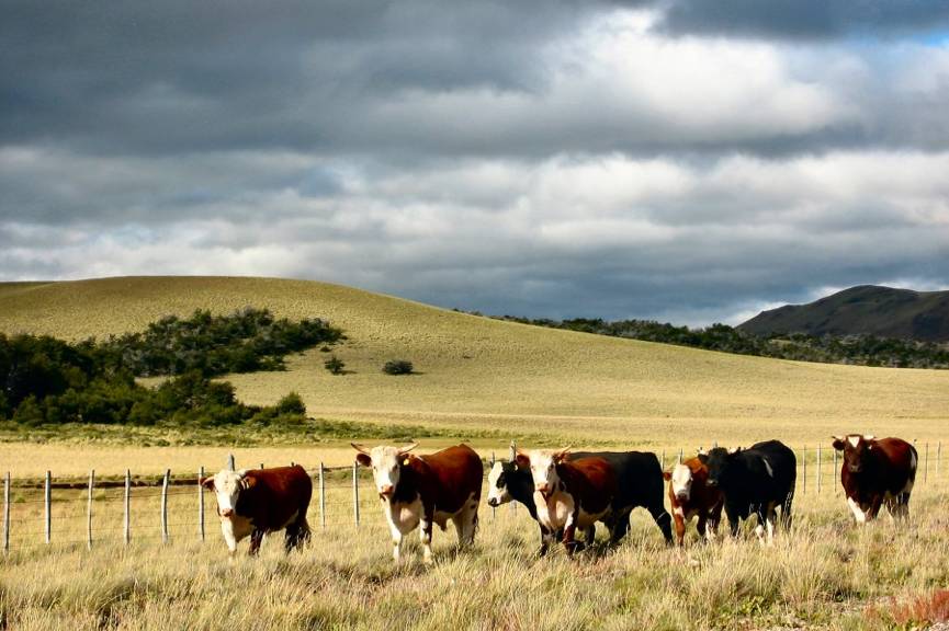 阿根廷拉美国家白人比例最高,拉美混血种人