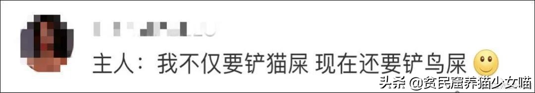 铲屎官对家养猫咪失望,铲屎官对猫咪的无语瞬间