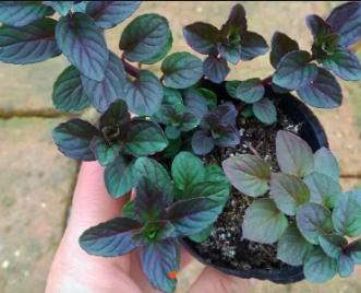 香草花园（1）|享受采摘薄荷和使用新鲜香草来调味乐趣