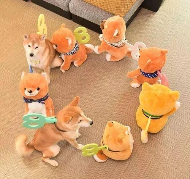 主人买了一堆柴犬玩偶,结果柴犬混入其中,主人想找也找不到了