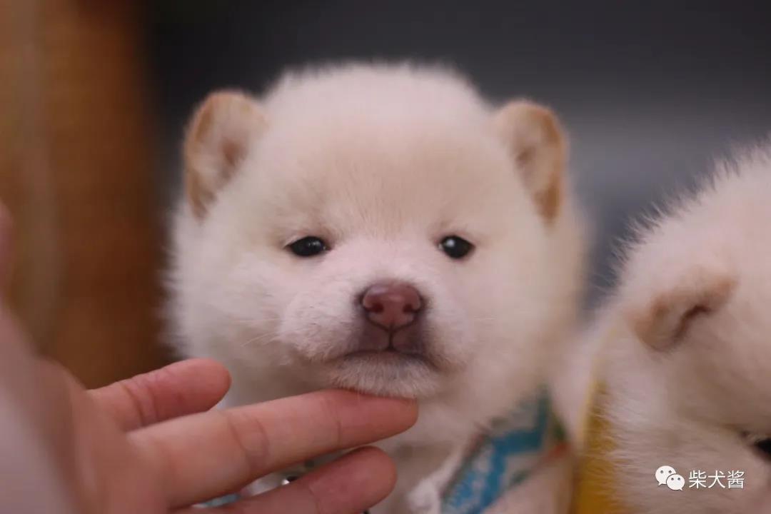 柴犬是不是有一段掉毛的尴尬期,柴犬尴尬期吃什么食物