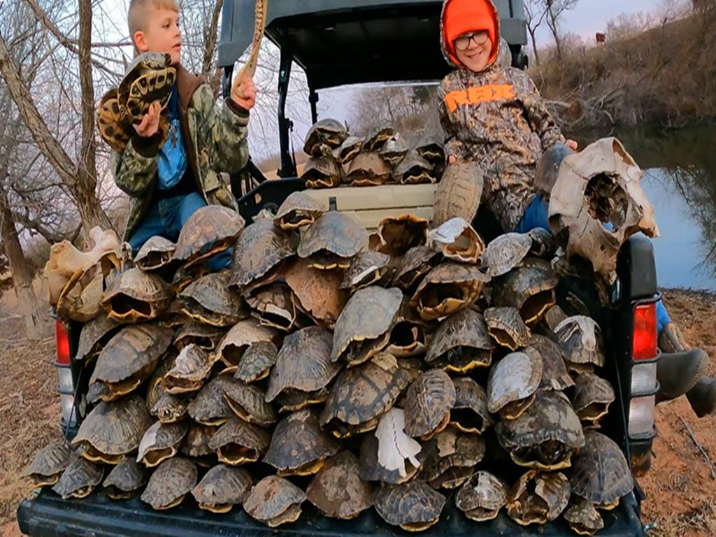 乌龟被拆了还能活吗,乌龟被挖出来