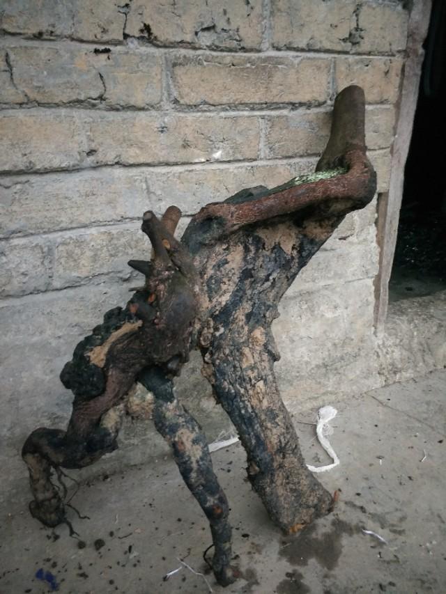 养金弹子记住这几句话,养金弹子口诀