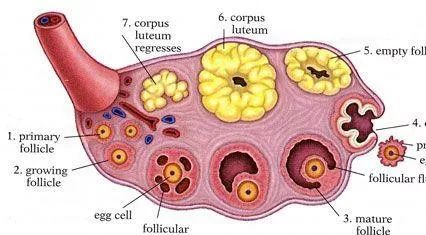 怎么判断自己什么时候排卵,怎么能知道自己什么时候排卵