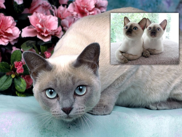 名贵猫咪的品种及图片大全,十大名贵猫咪品种排行榜