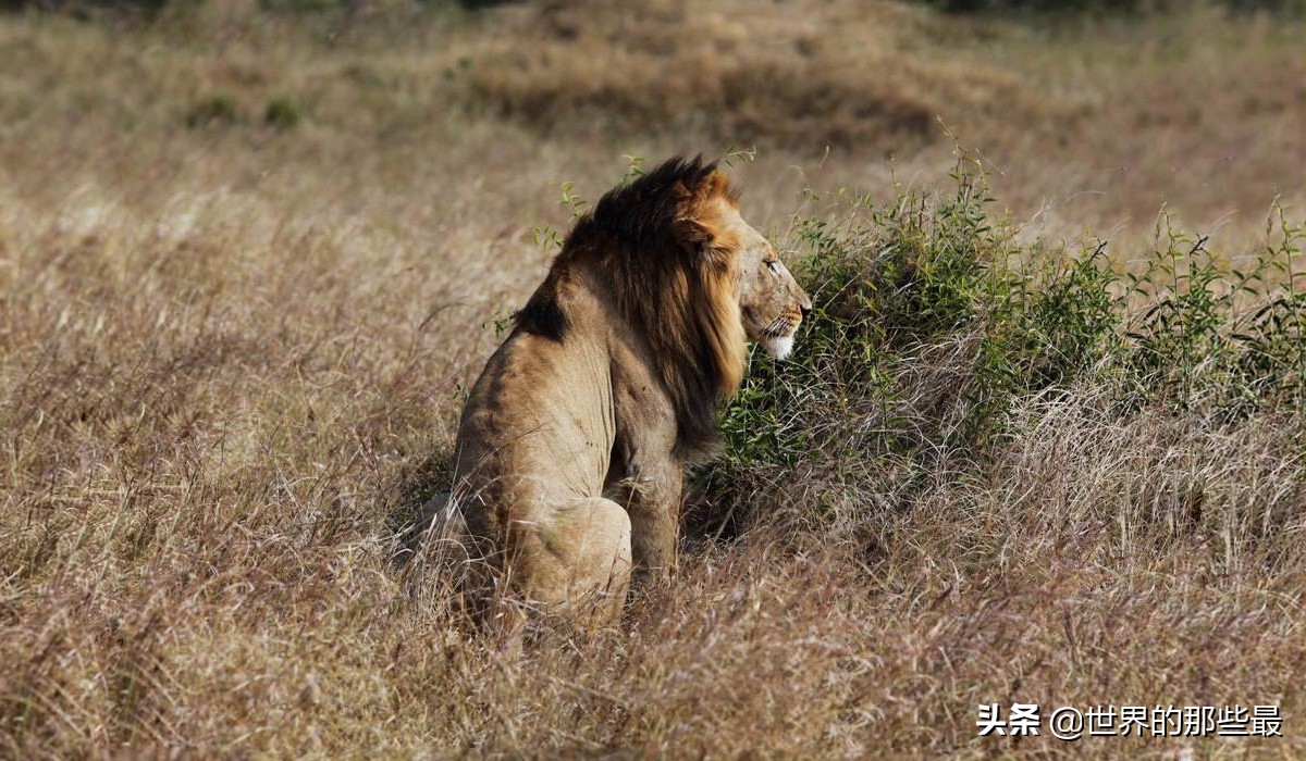 原来狮子和老虎实力相差那么多,最强狮子和最强老虎哪个更强