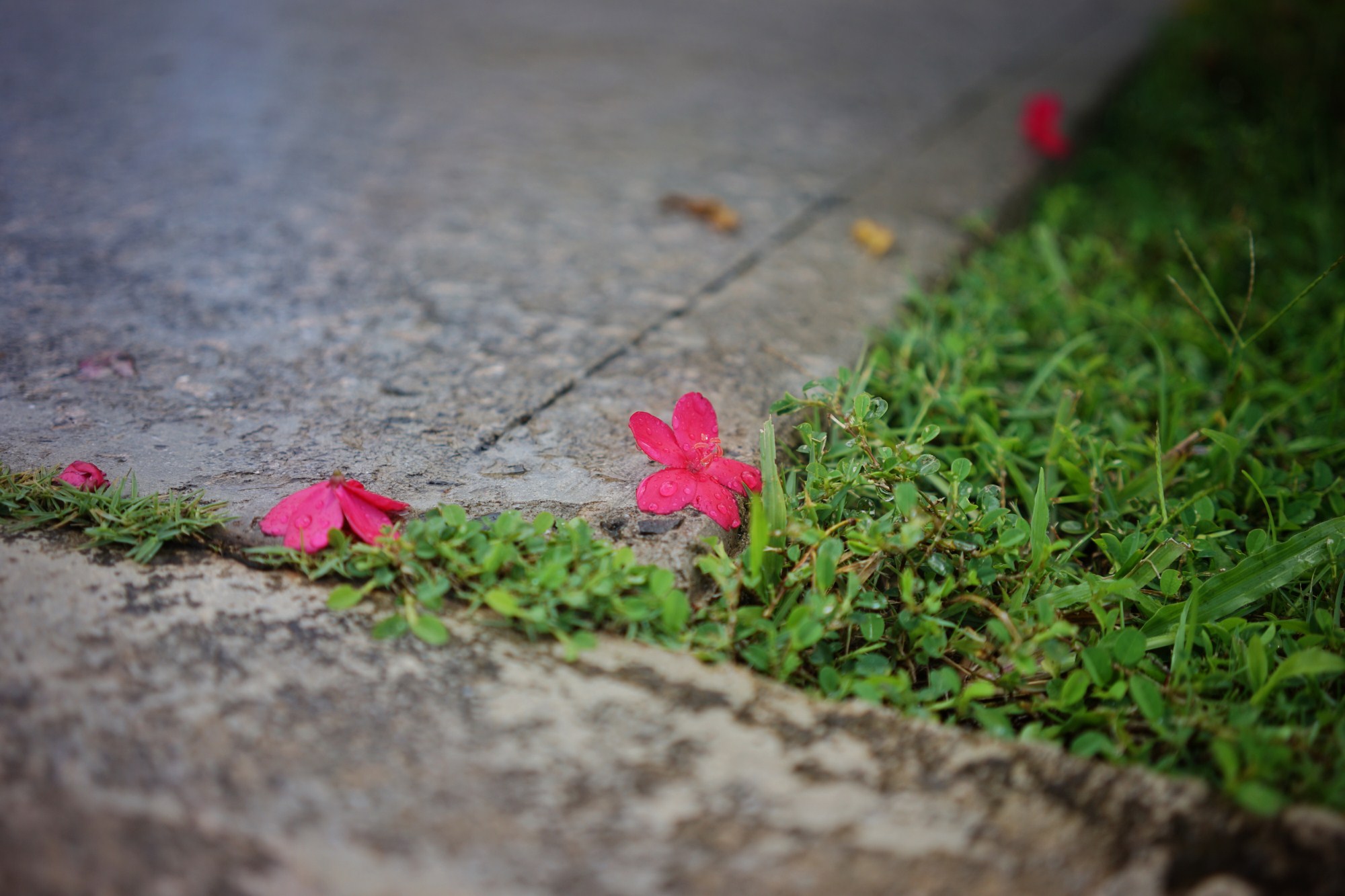一定是特别的缘分——帕劳,再遇见「周若雪Patty」·上
