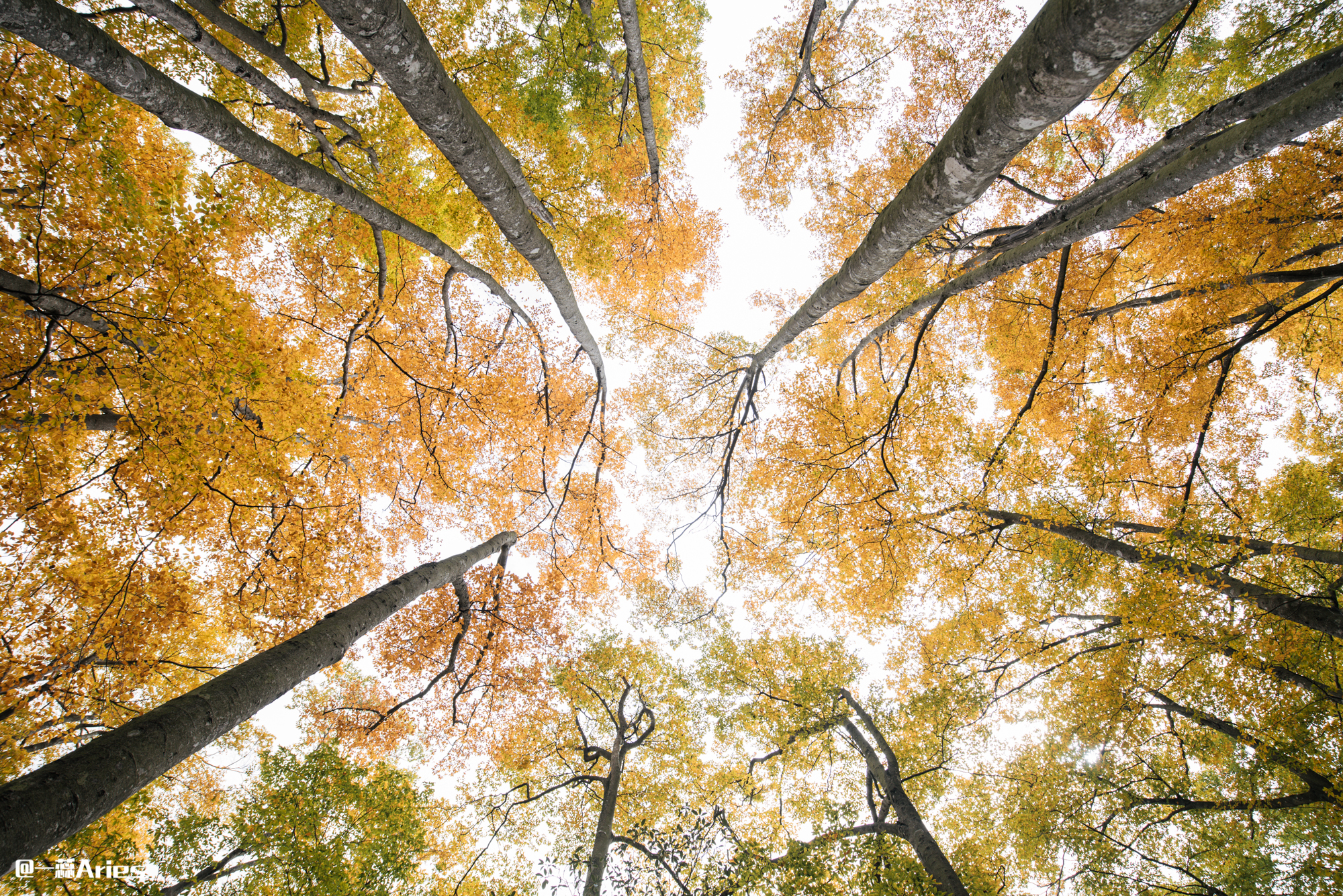 川西赏秋什么时间最好,推荐全球十大最佳赏秋胜地