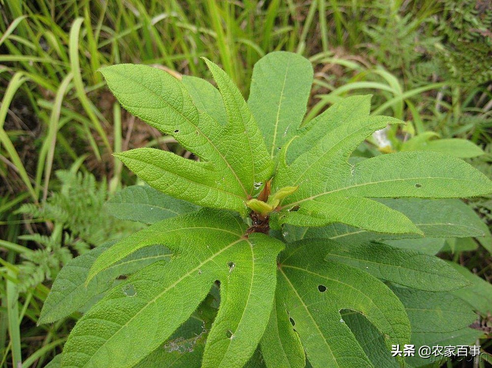 福建山里五指毛桃,清远的五指毛桃