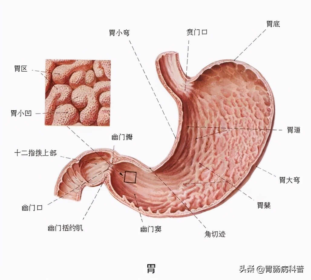 护考消化系统解剖图谱详解,消化系统解剖生理教学