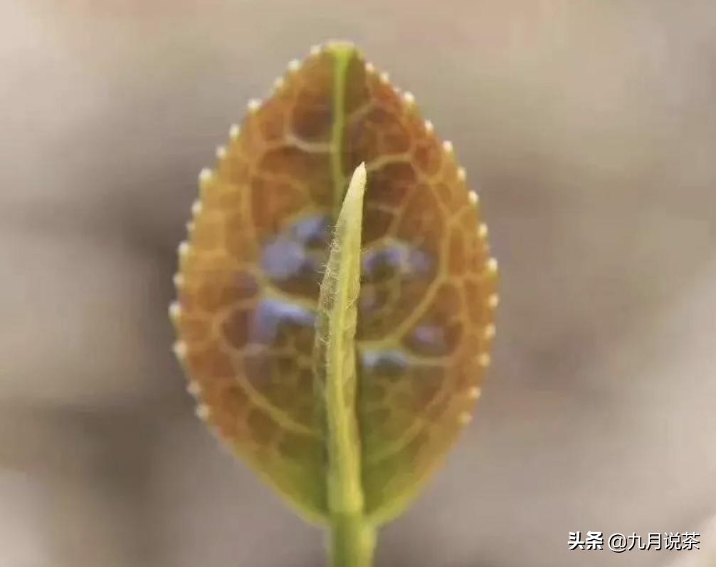 今日说茶的故事,今日说茶全部视频