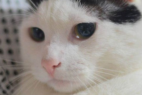 猫抑郁了该怎么治,猫抑郁的最佳治疗方法