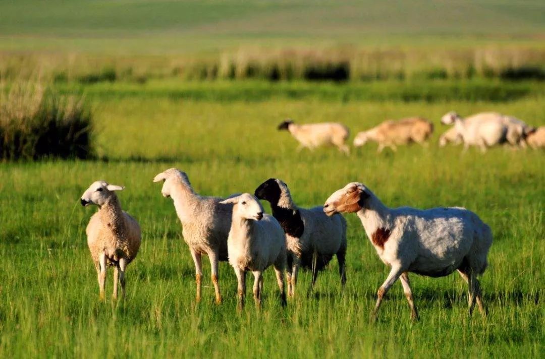 北方的美食,北方的好吃东西