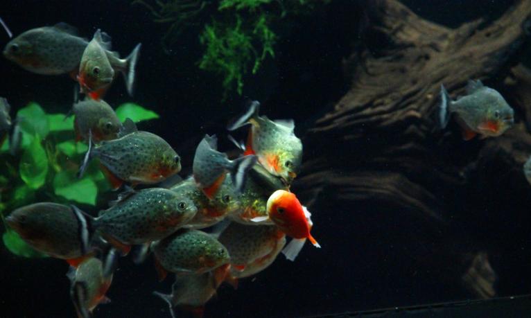 群游效果最好的是什么鱼,群游效果好的鱼好养活