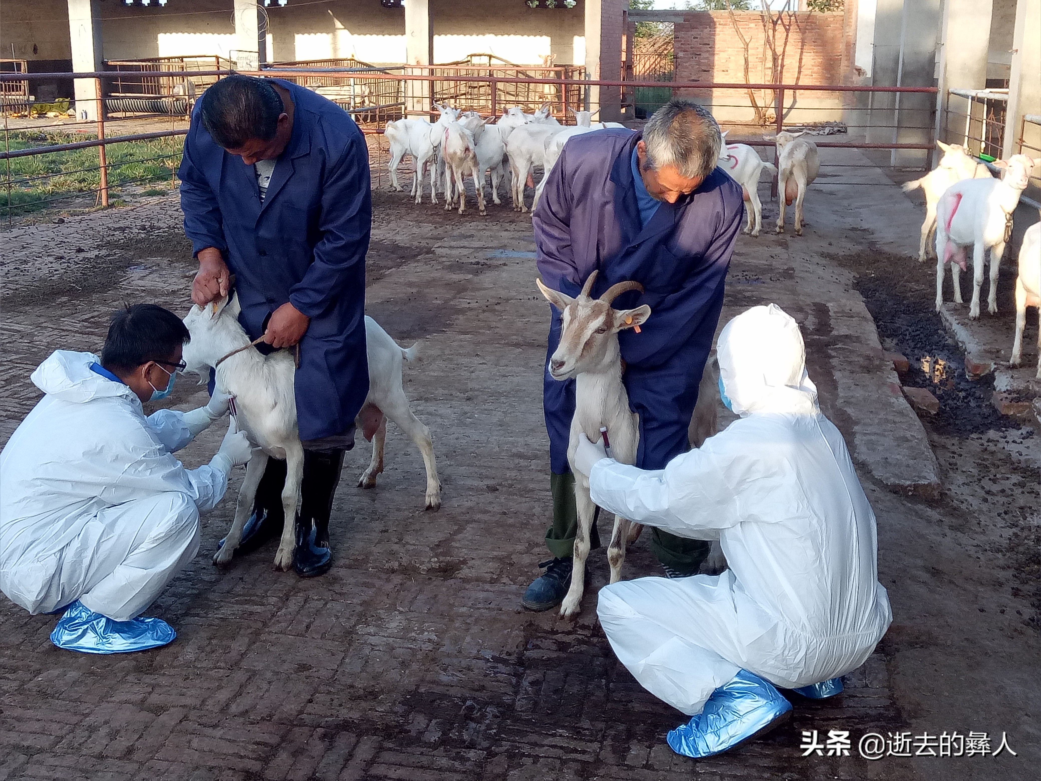 布鲁氏菌病防治知识,布鲁氏菌病诊治指南